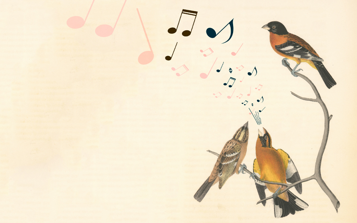 Music for the Birds image