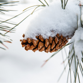 Photo of pine cone with snow - image