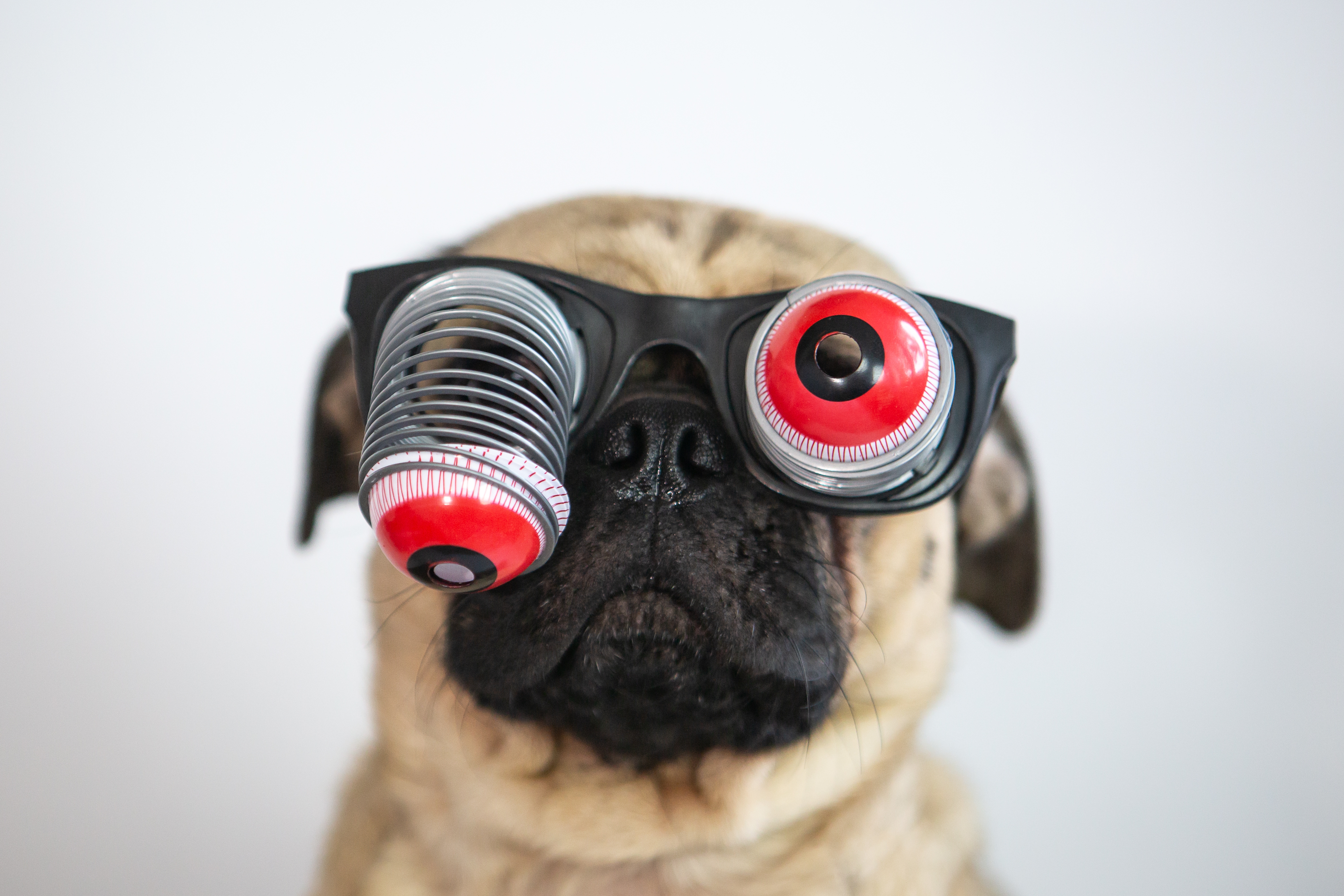 pug dog wearing googly eye glasses