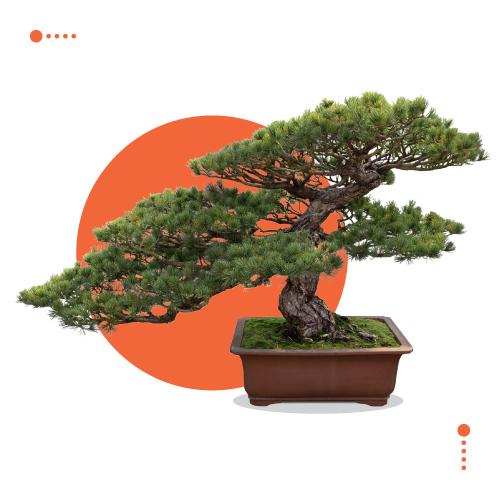 All About Bonsai!