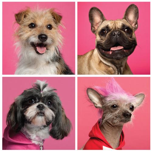 Understanding Your Dog